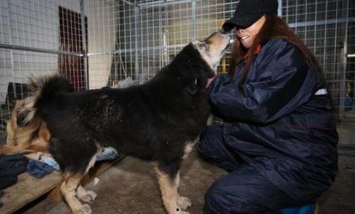 娱乐圈爆料流浪狗被抓了,流浪狗被抓,背后真相引人关注 第1张 娱乐圈爆料流浪狗被抓了,流浪狗被抓,背后真相引人关注 第1张